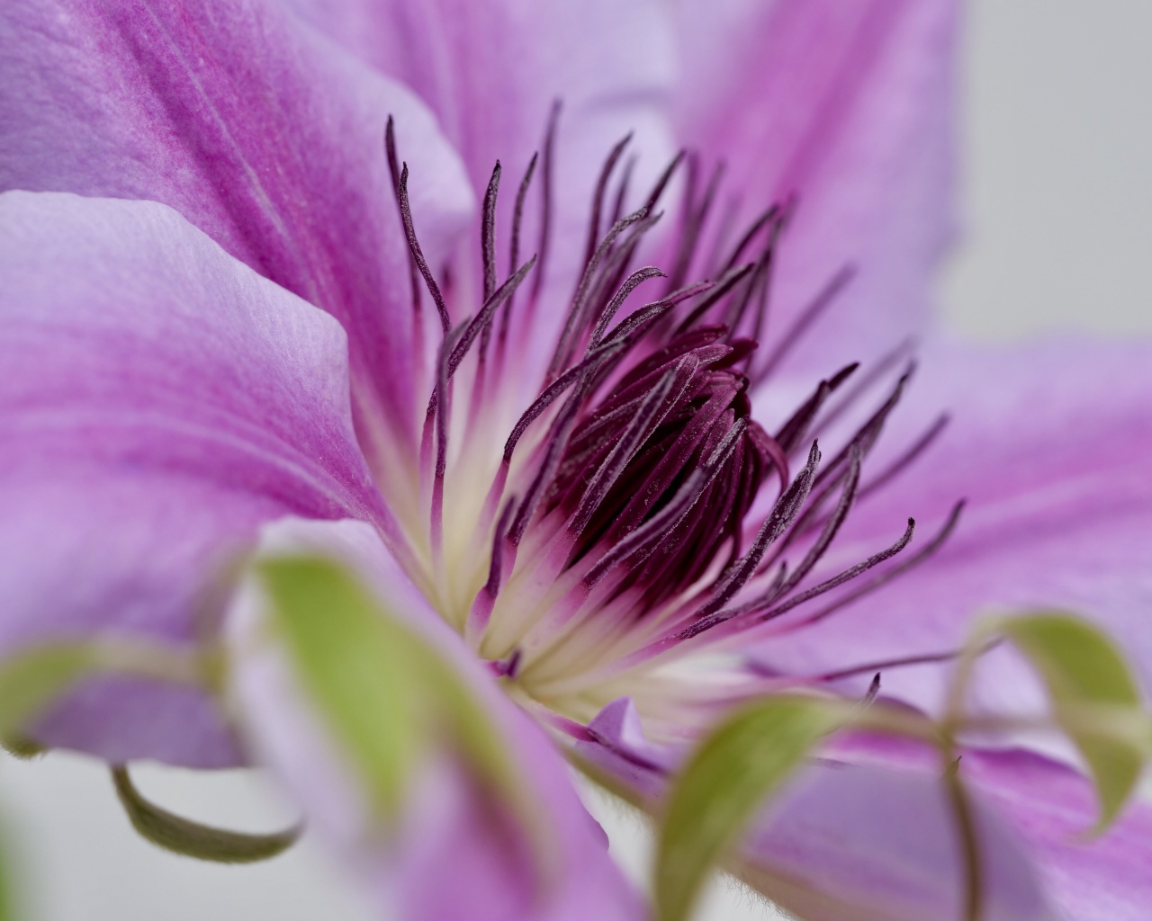 Серединка розового цветка клематиса 