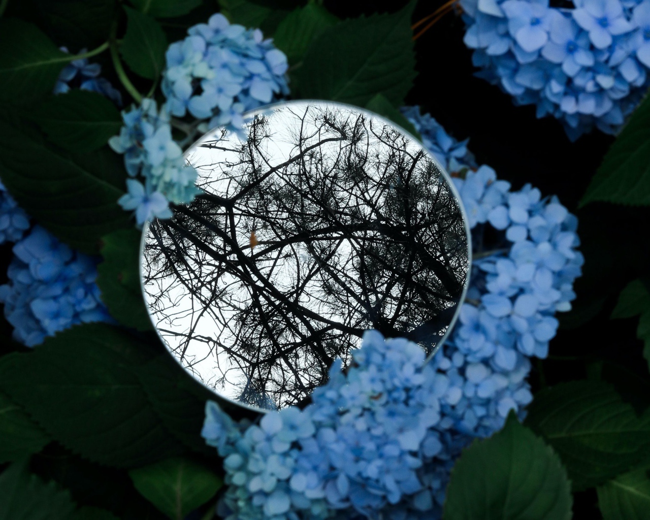 Зеркало лежит на цветах синей гортензии 