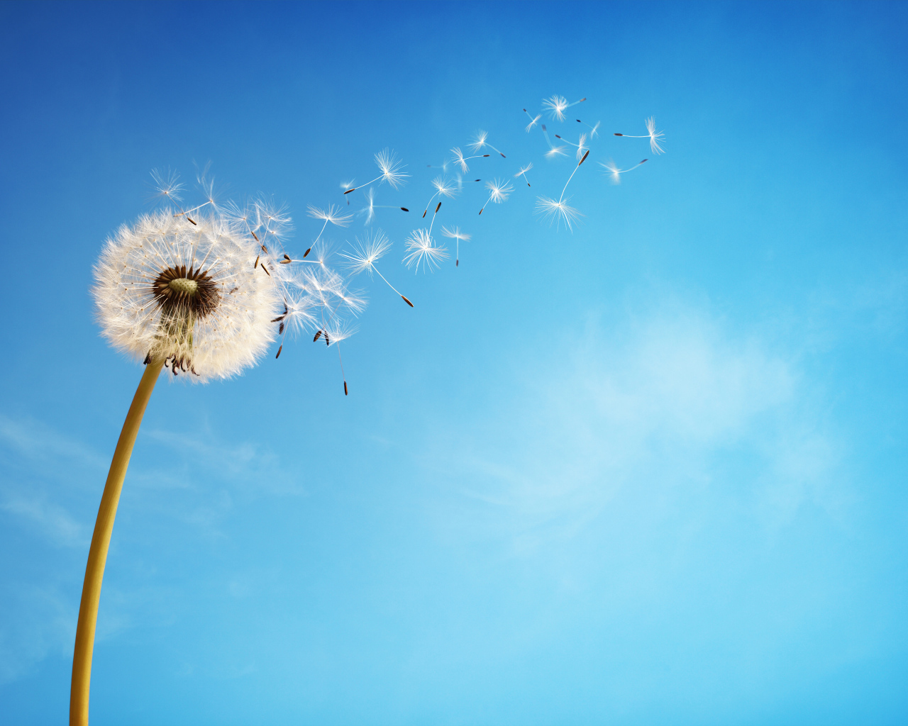 Ветер раздувает белый одуванчик на фоне голубого неба