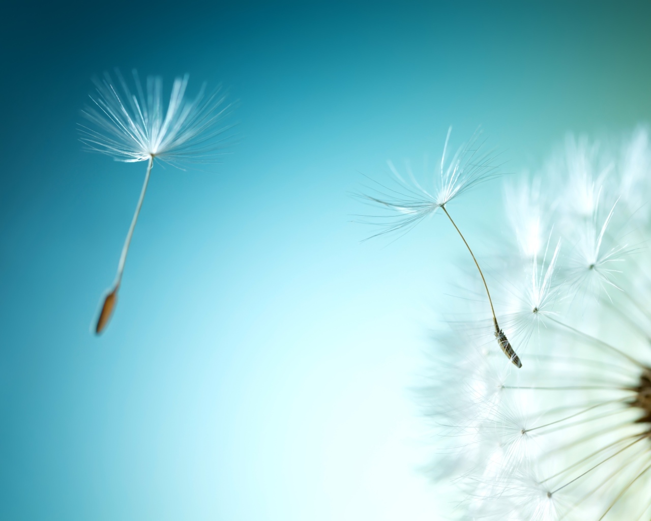 Ветер раздувает белый одуванчик на голубом фоне