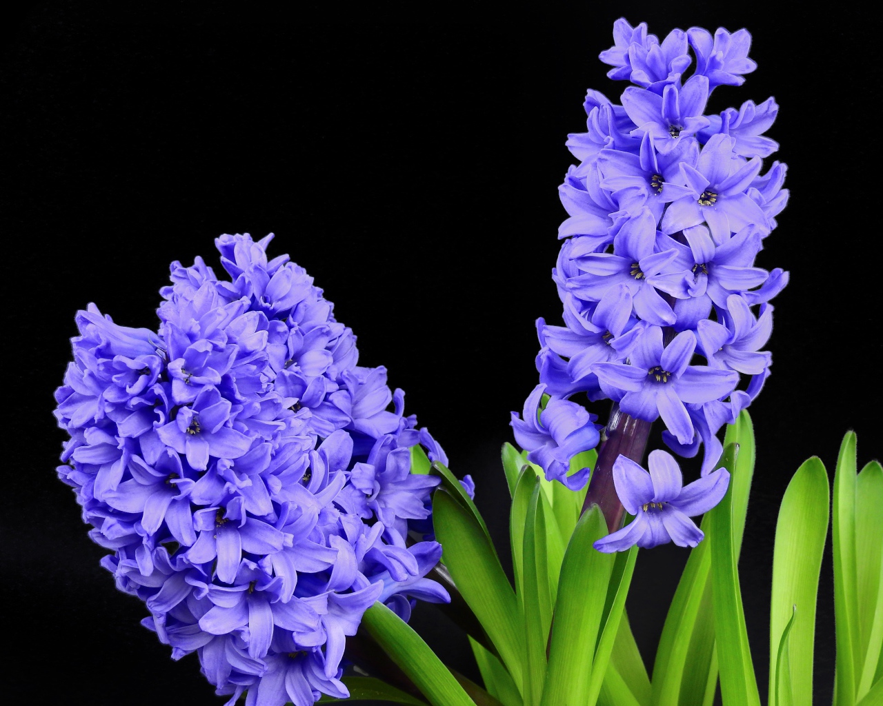 Три цветка синего гиацинта на черном фоне