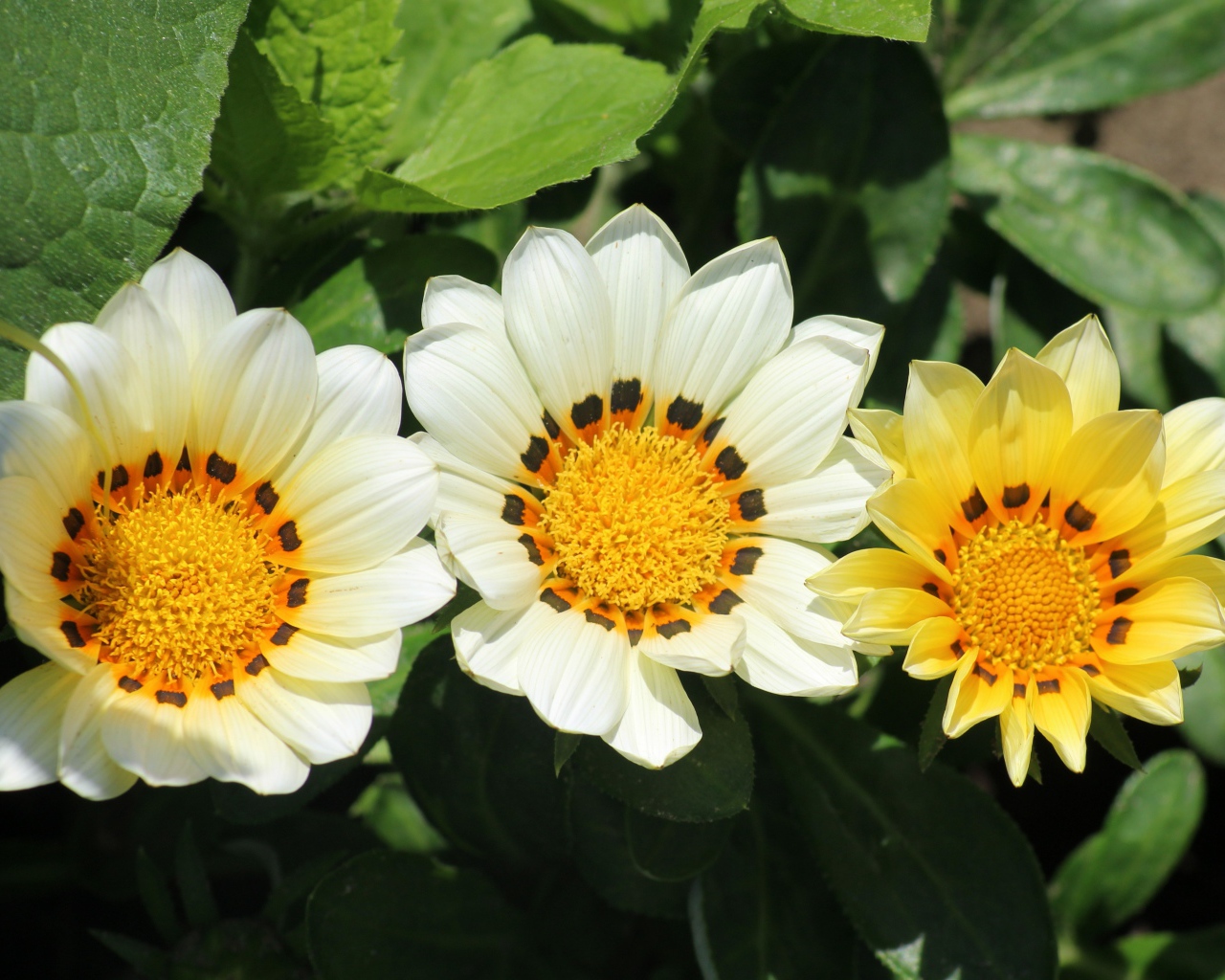 Три цветка газании в зеленых листьях на клумбе