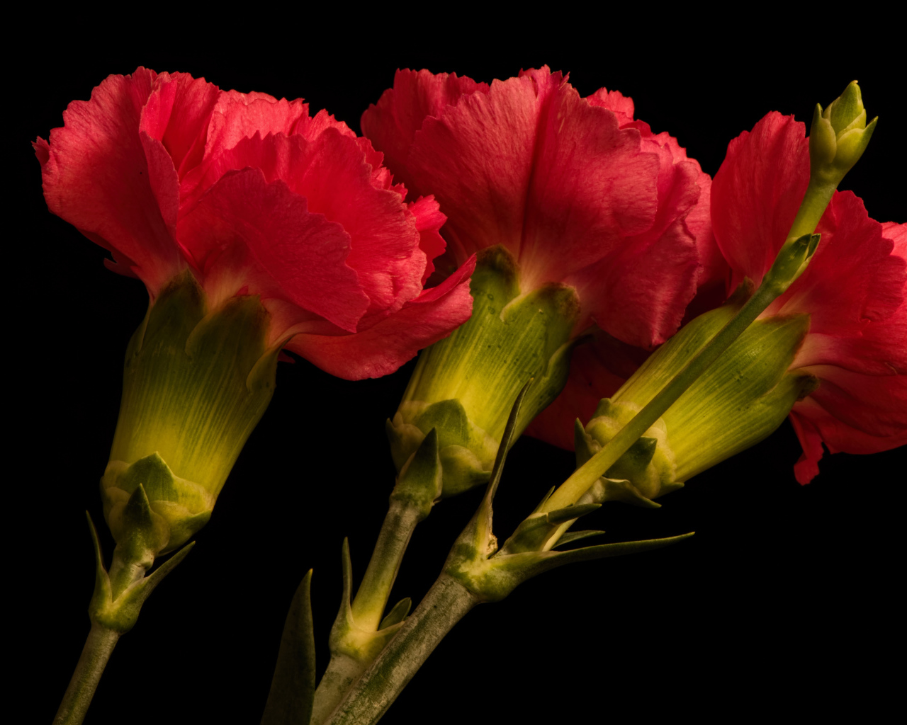 Три крупные красные гвоздики на черном фоне