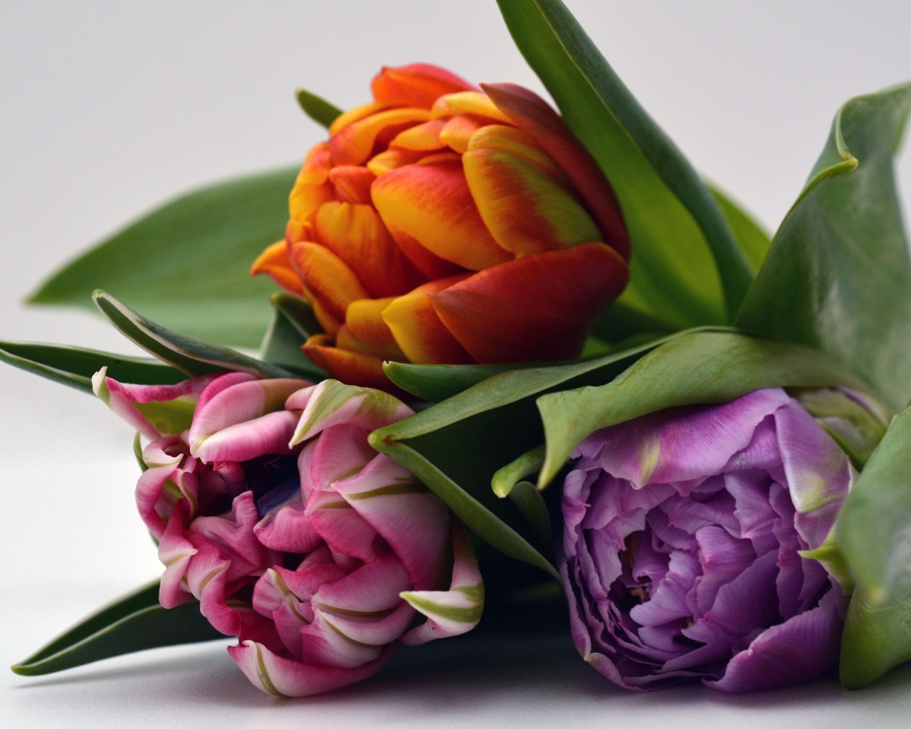 Три разноцветных тюльпана на сером фоне