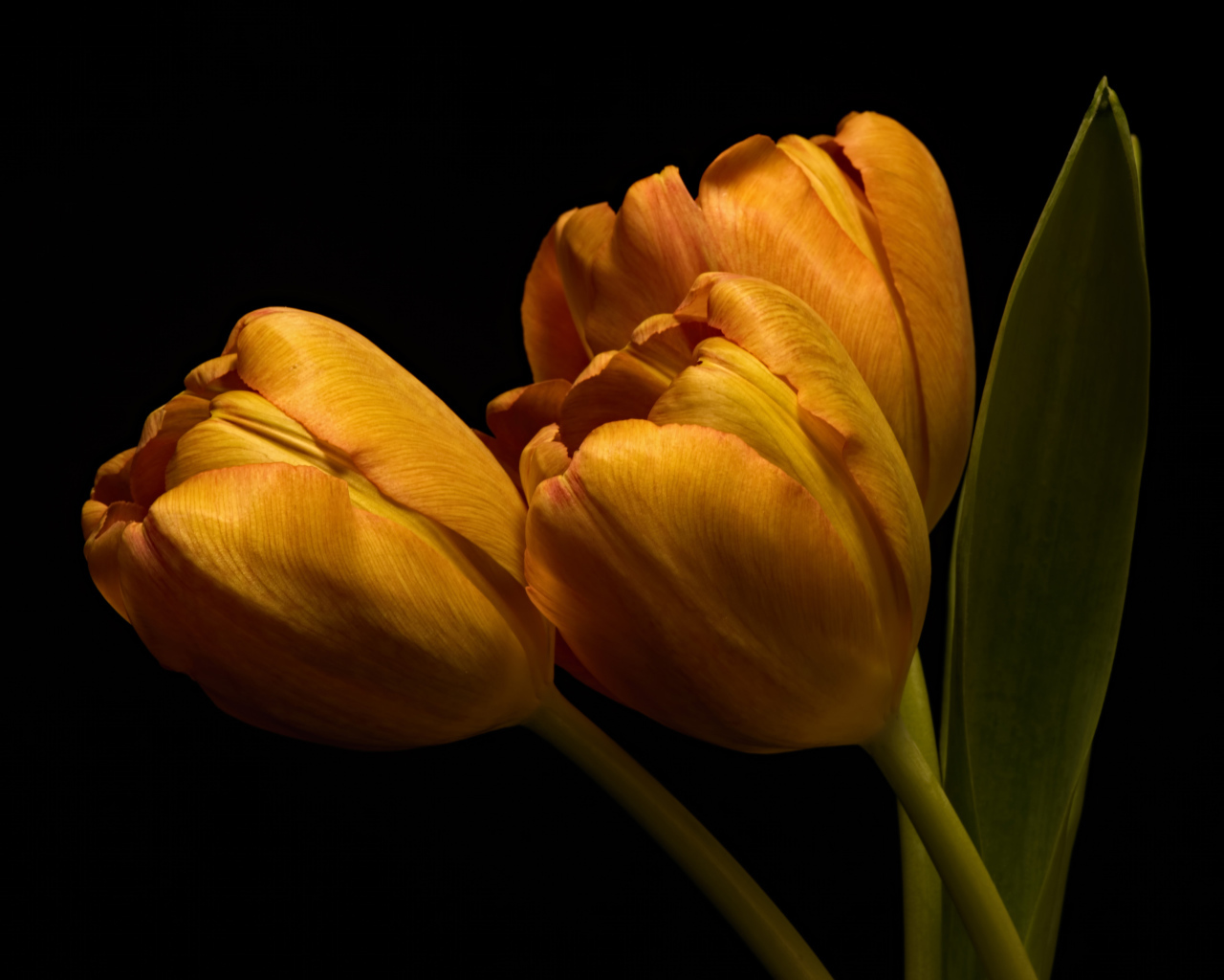 Три оранжевых тюльпана с зелеными листьями на черном фоне