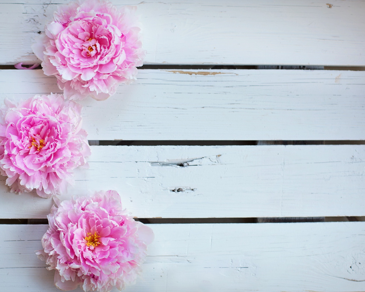 Три розовых пиона на деревянном столе 