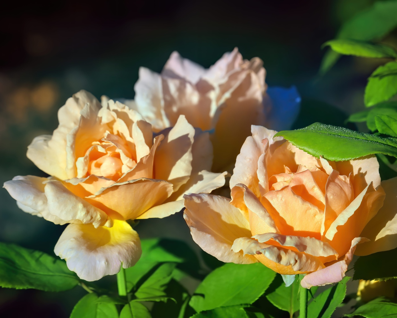 Три розовые розы в лучах солнца на клумбе 