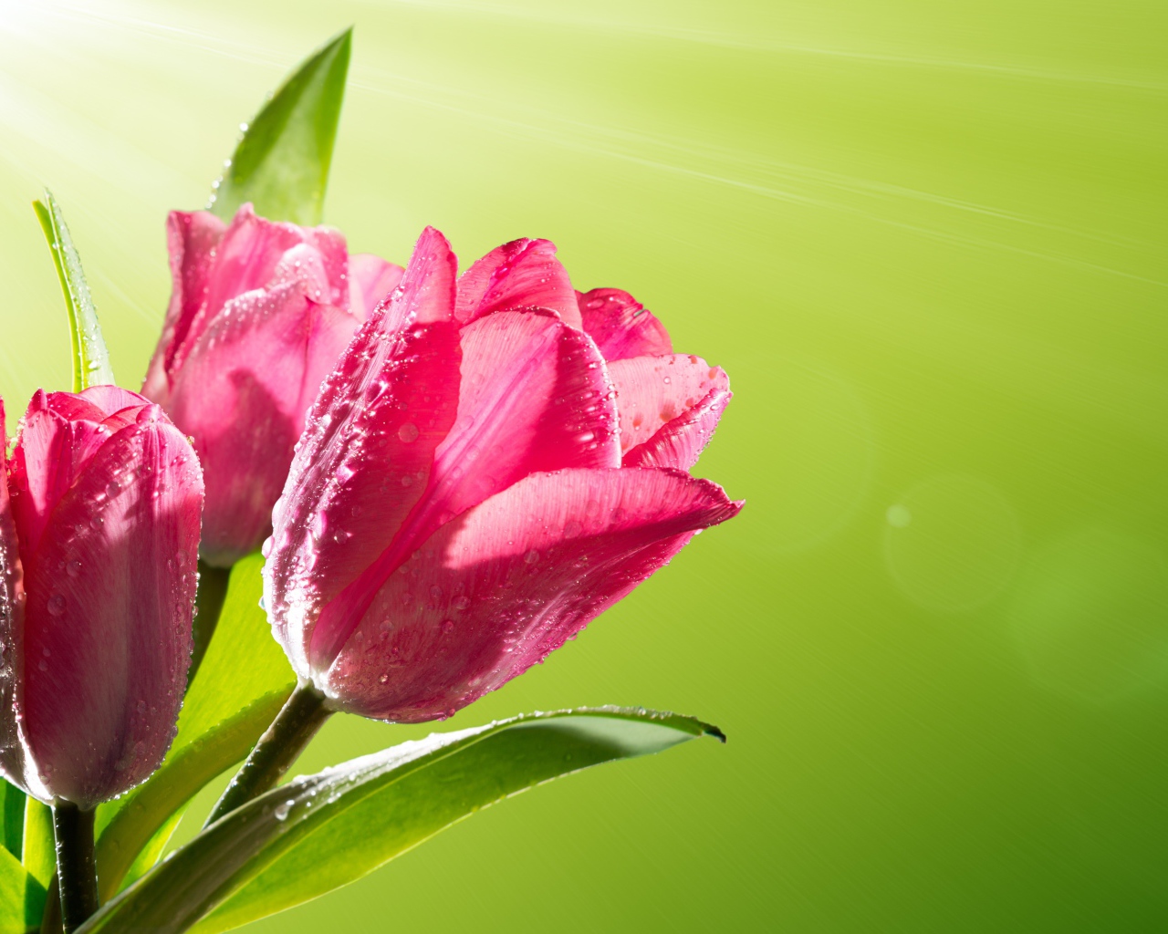 Три розовых тюльпана в каплях росы на зеленом фоне