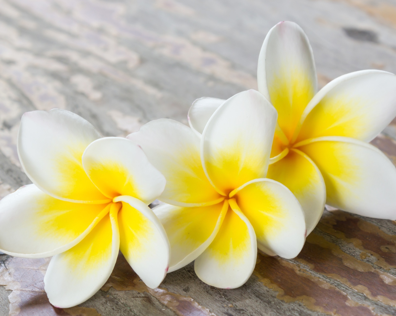 Три цветка плюмерии на деревянном столе 