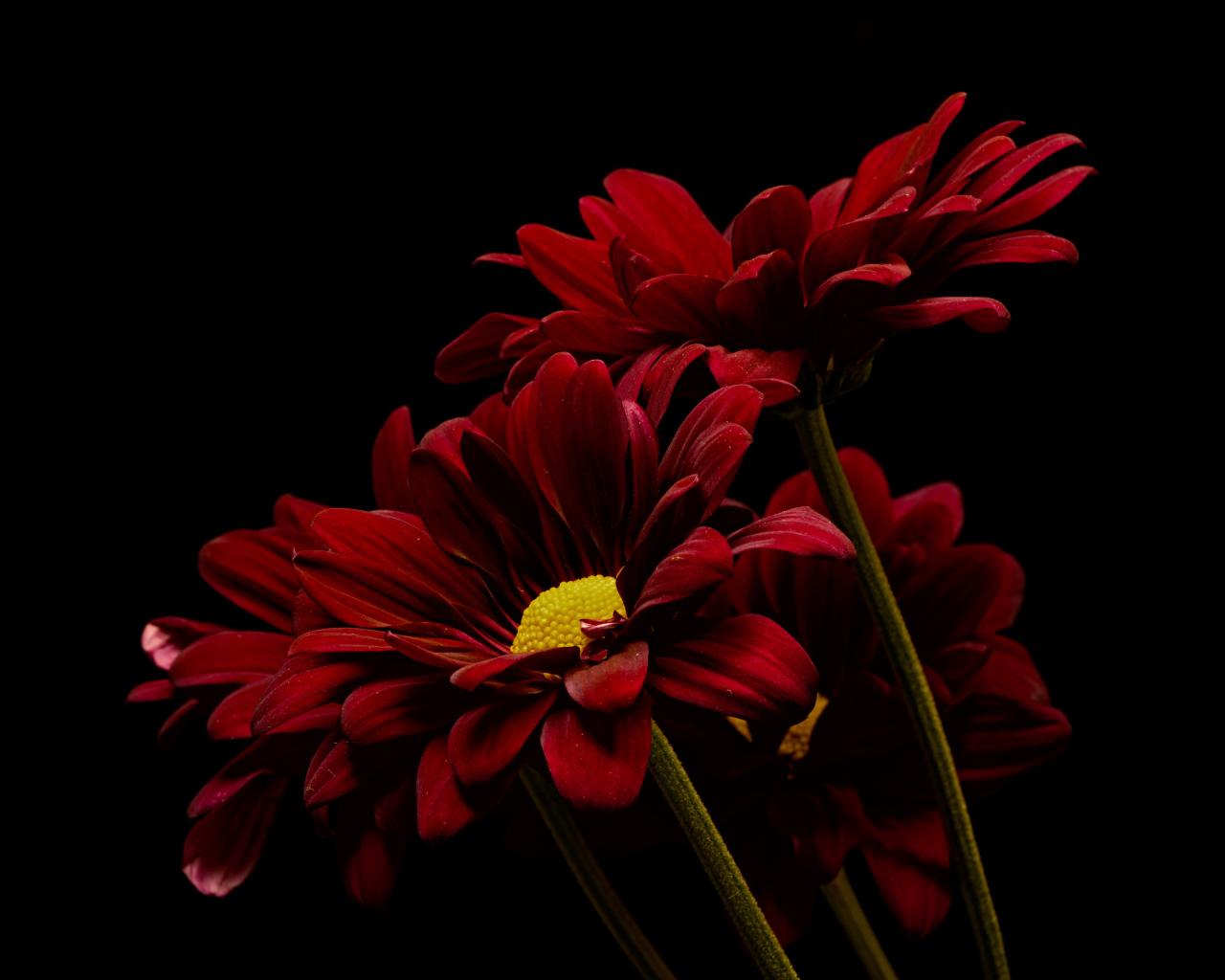Три красные хризантемы на черном фоне