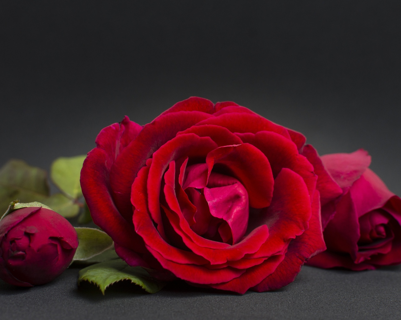 Три красные розы на сером фоне