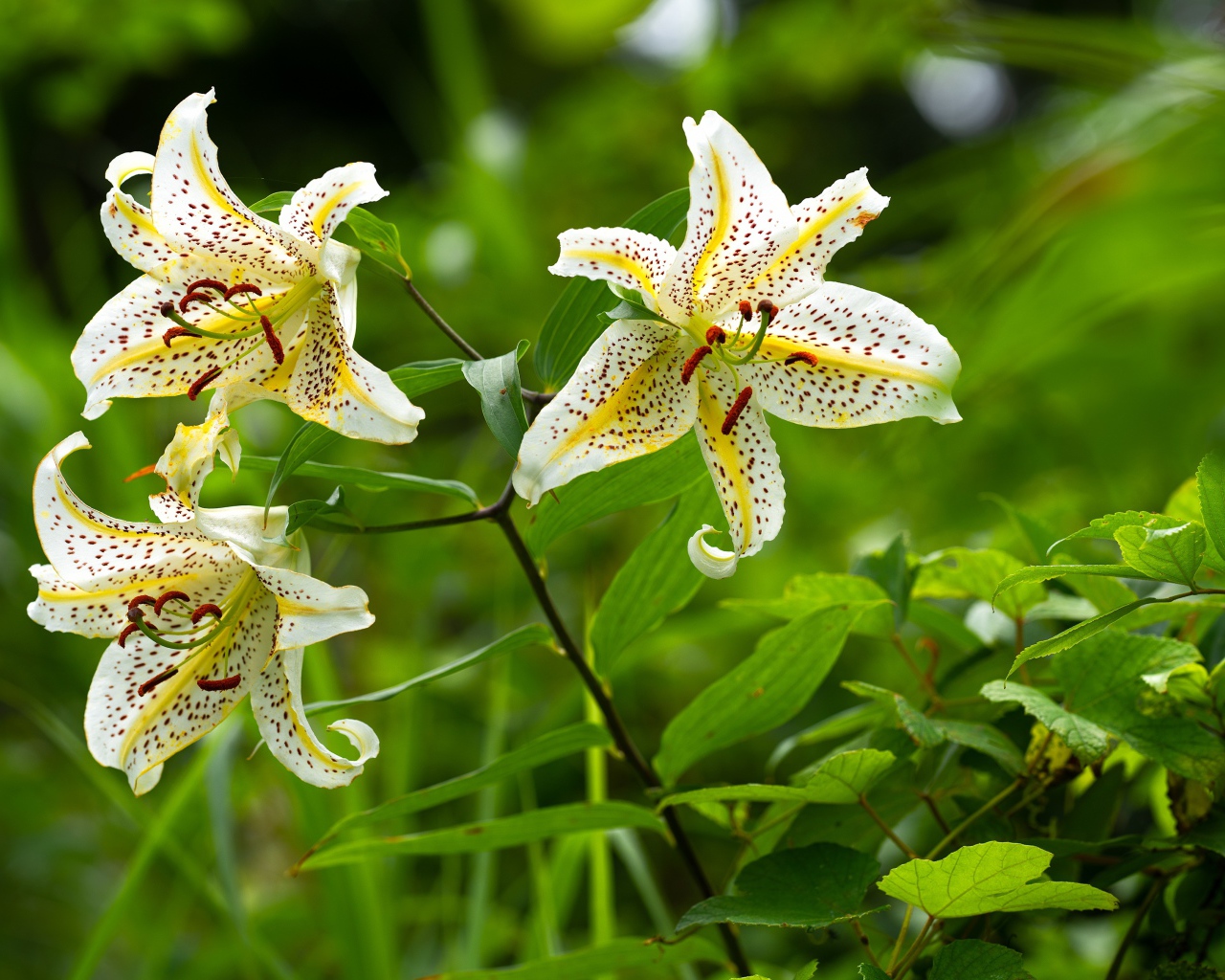 Три белые тигровые лилии в саду 