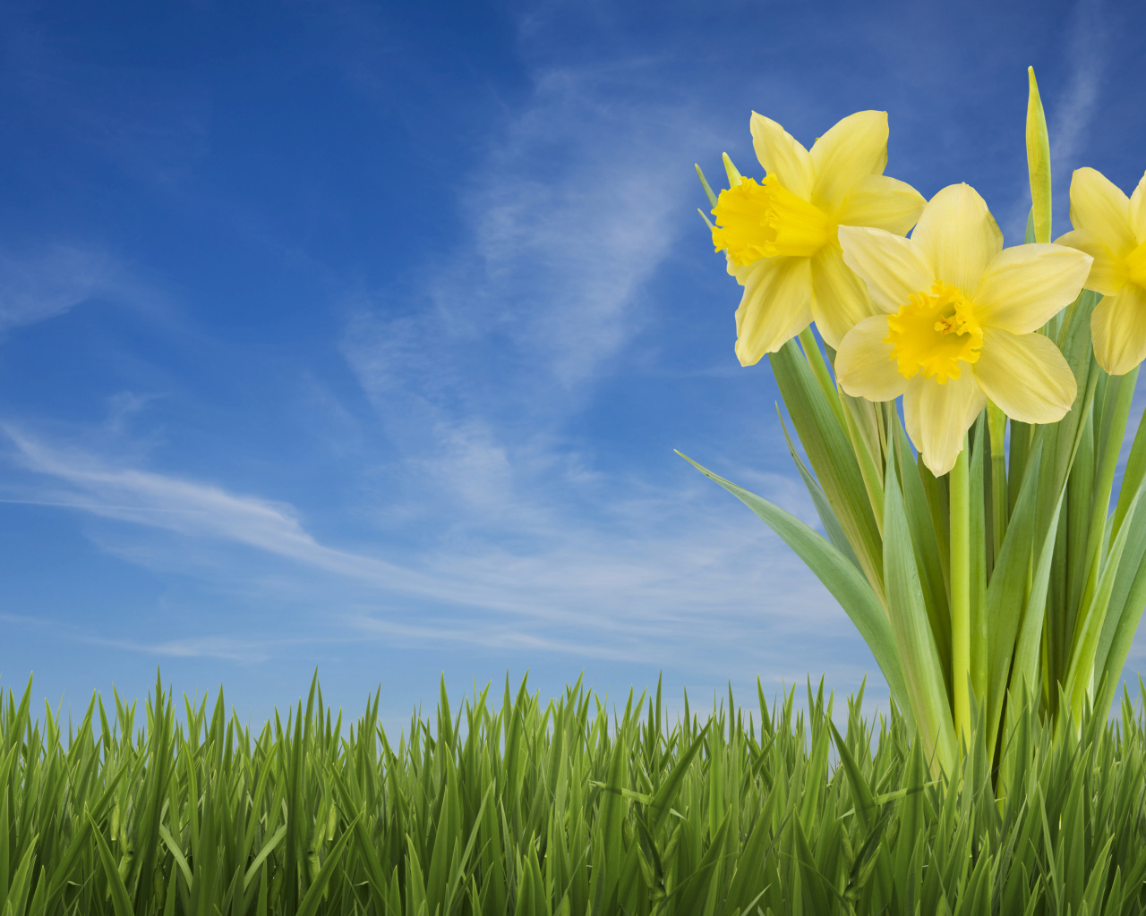 Три желтых цветка нарцисса в зеленой траве на фоне голубого неба 