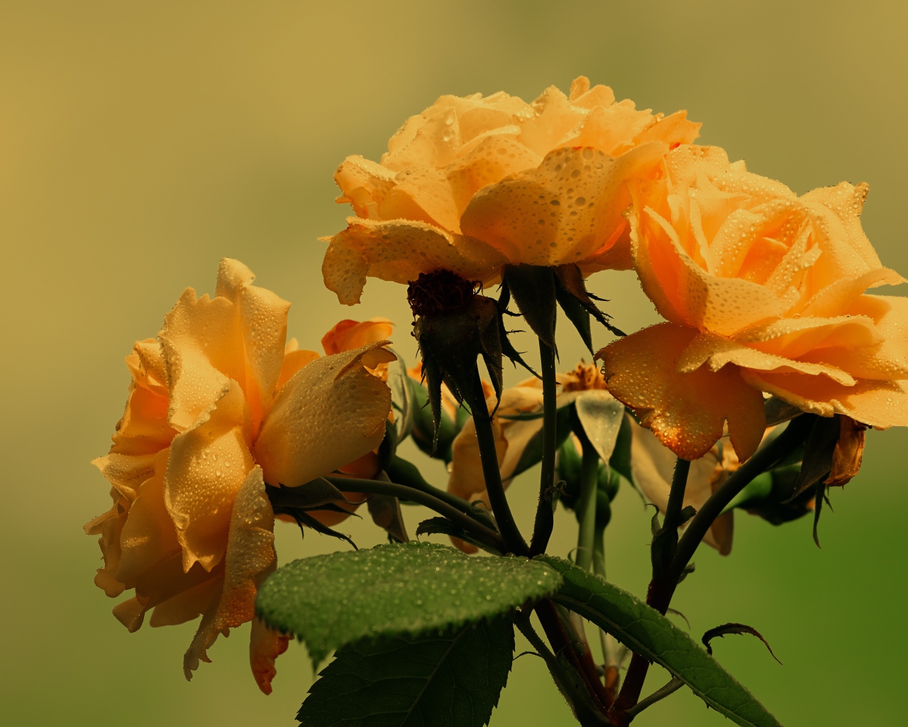 Три желтые розы в каплях дождя с зелеными листьями 