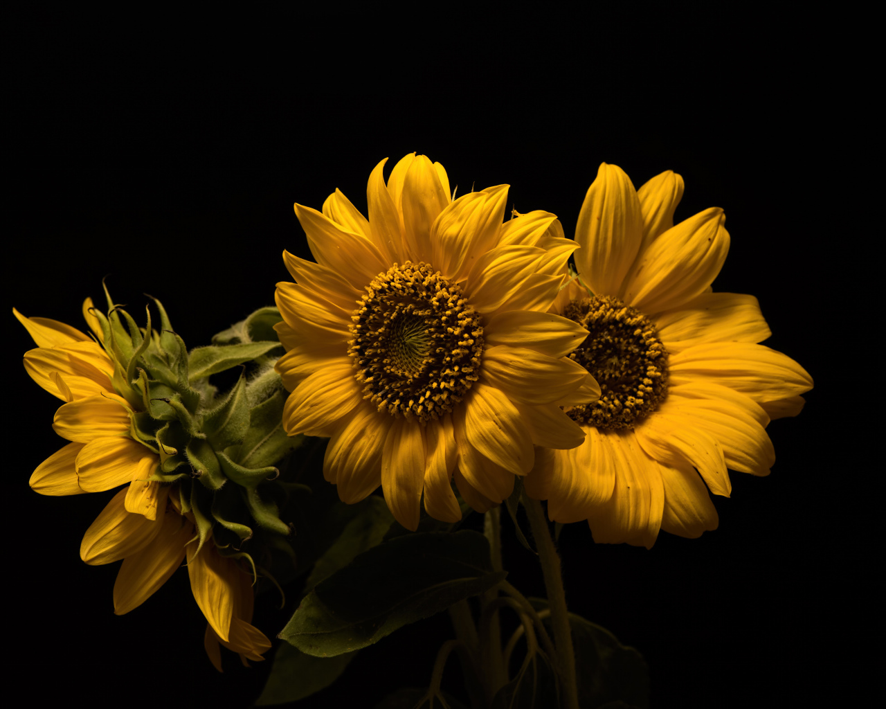 Три желтых цветка подсолнуха на черном фоне