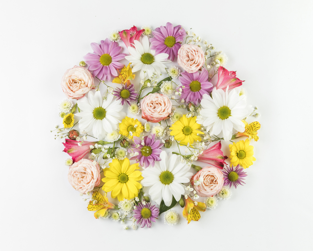 Сорванные цветы на белом фоне