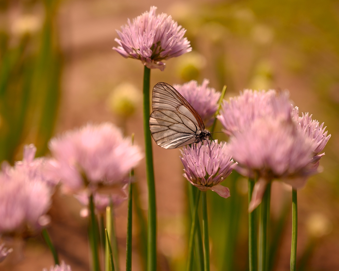 Transparent butterfly sits on a pink flower