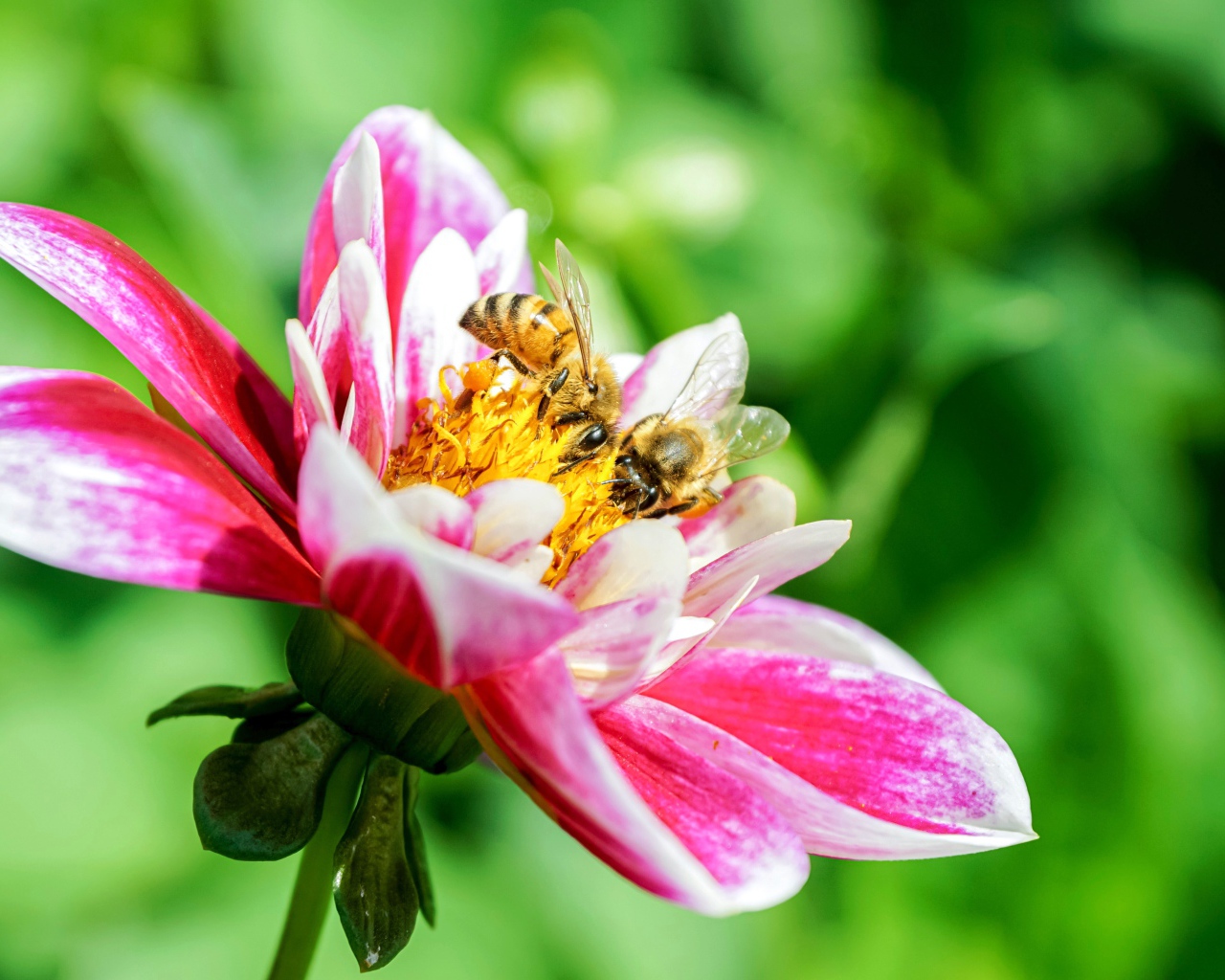 Две пчелы сидят на розовом цветке георгина