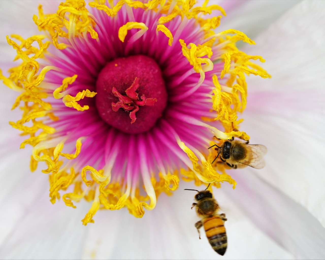 Две пчелы сидят в середине цветка 