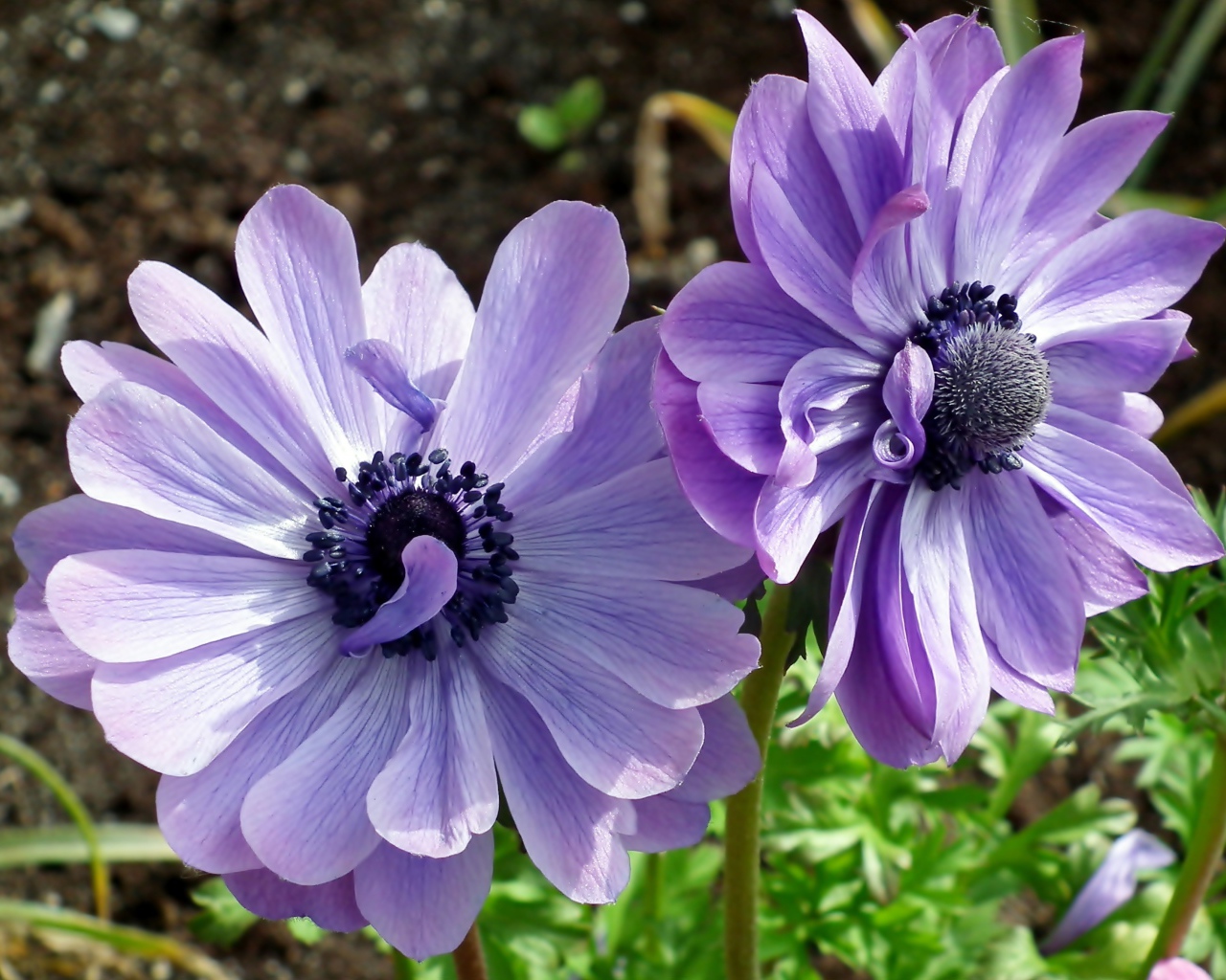 Два синих цветка анемоны в лучах солнца на клумбе