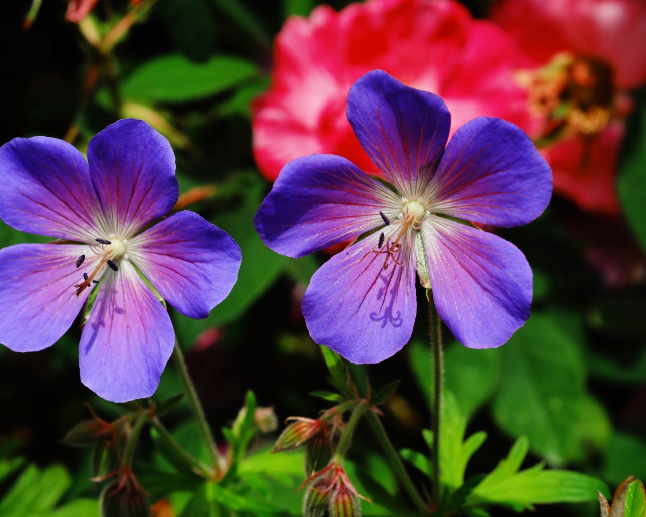 Два синих цветка журавельника в лучах солнца