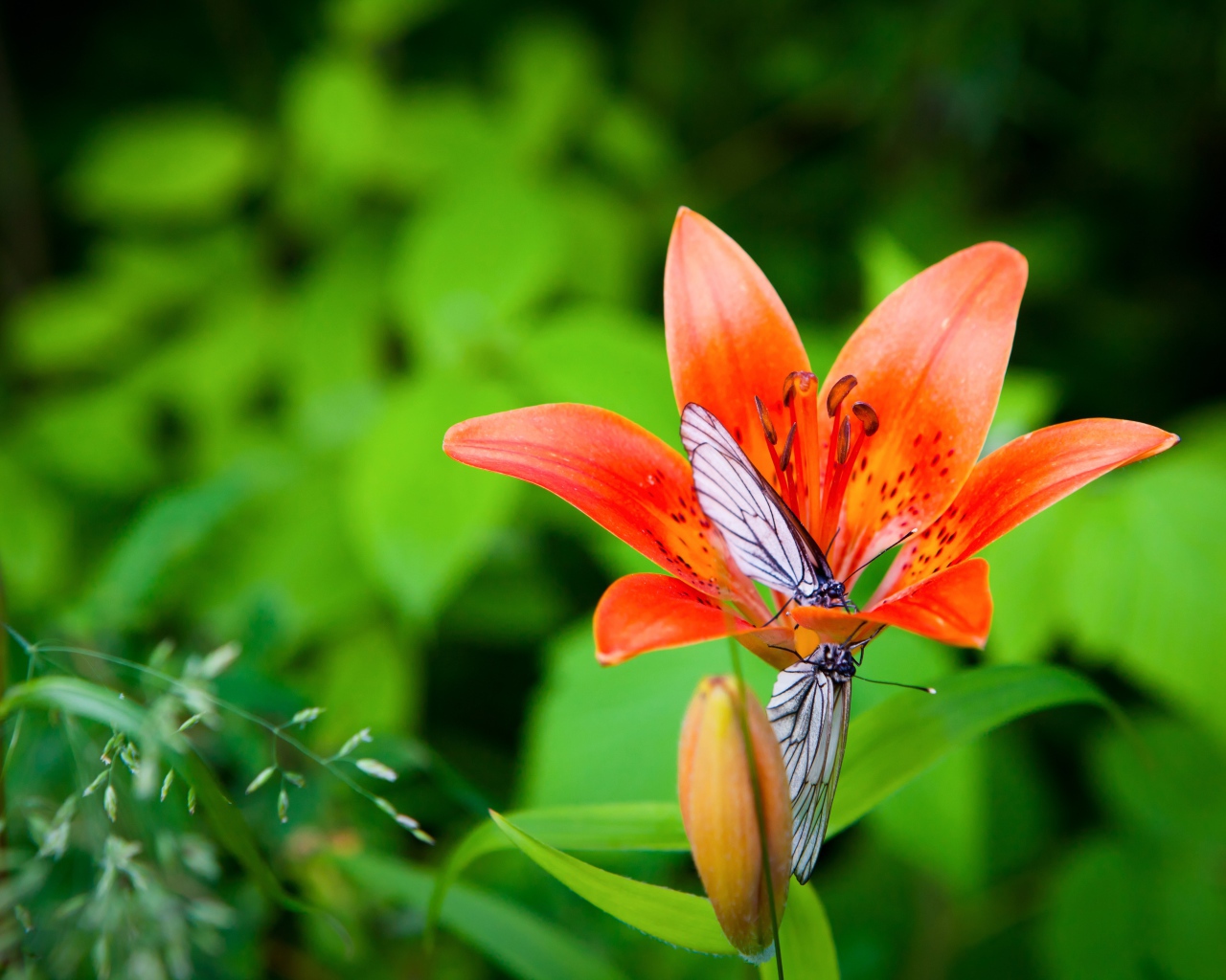 Две бабочки сидят на оранжевом цветке лилии