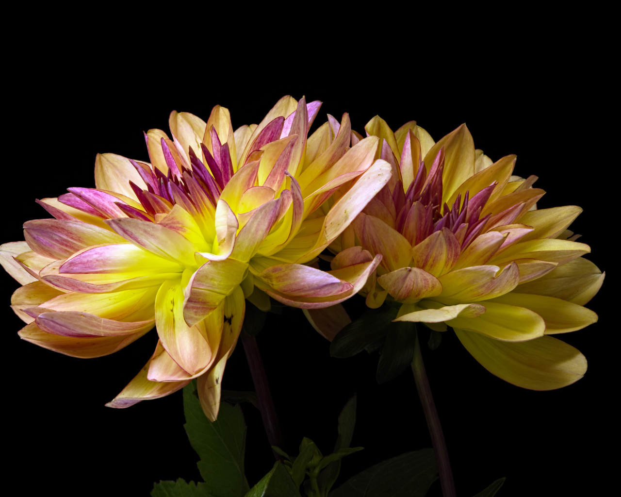 Два цветка георгины на черном фоне крупным планом