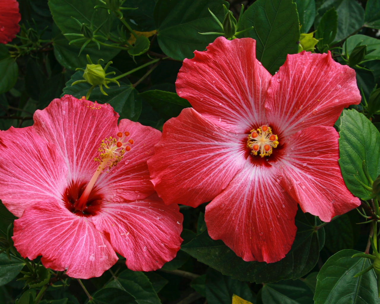 Два больших красных цветка гибискуса в зеленых листьях 