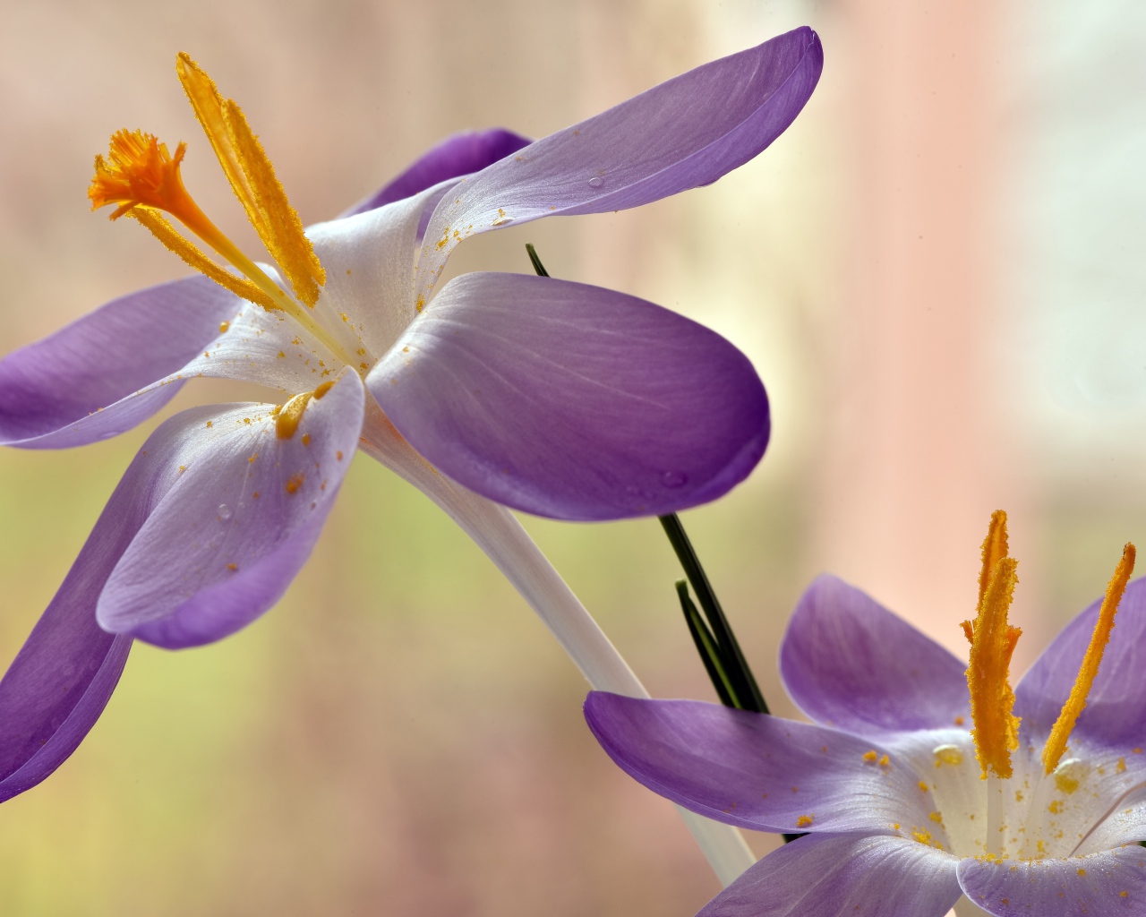 Два сиреневых крокуса с желтой серединой 