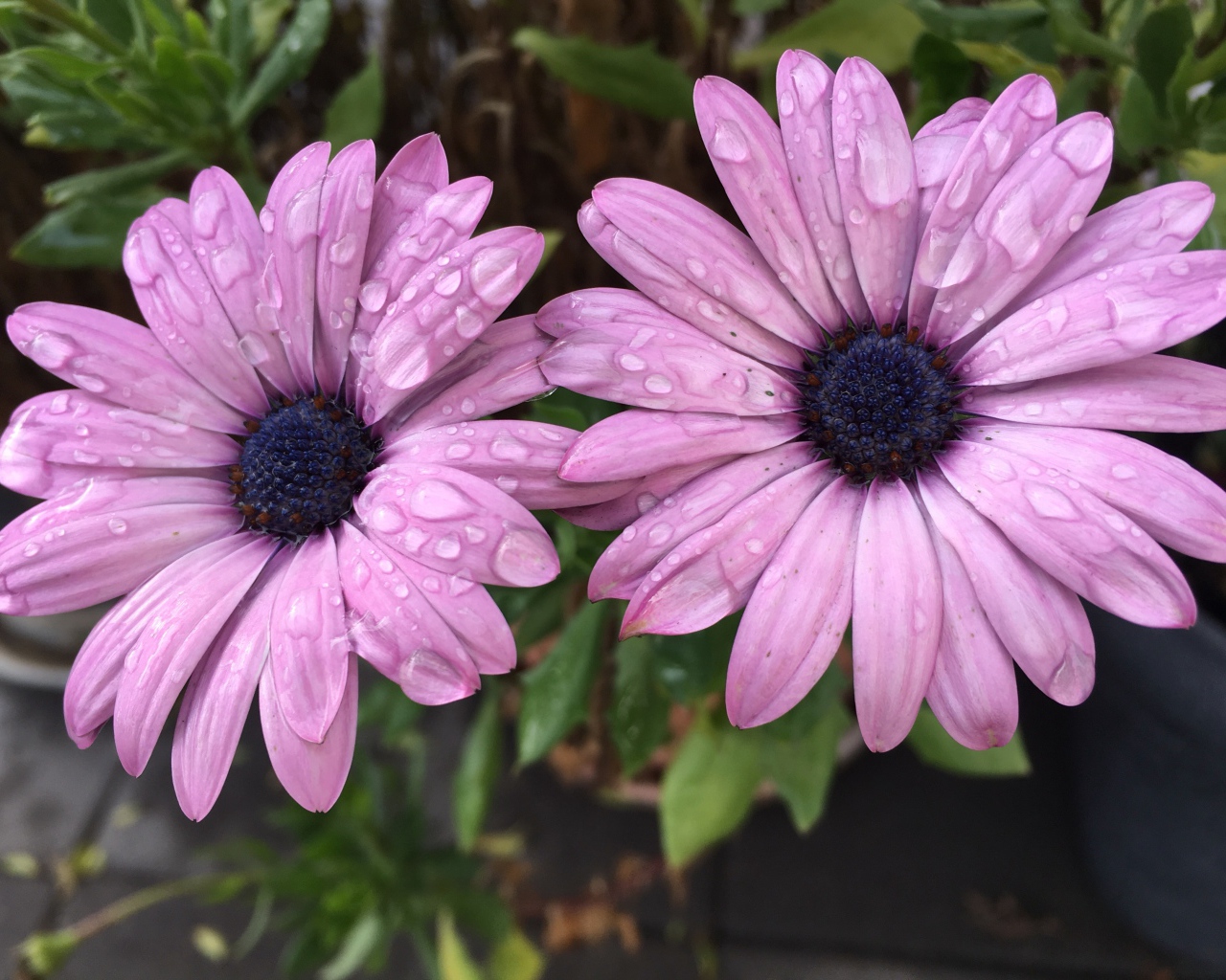 Два сиреневых цветка остеоспермум в каплях дождя