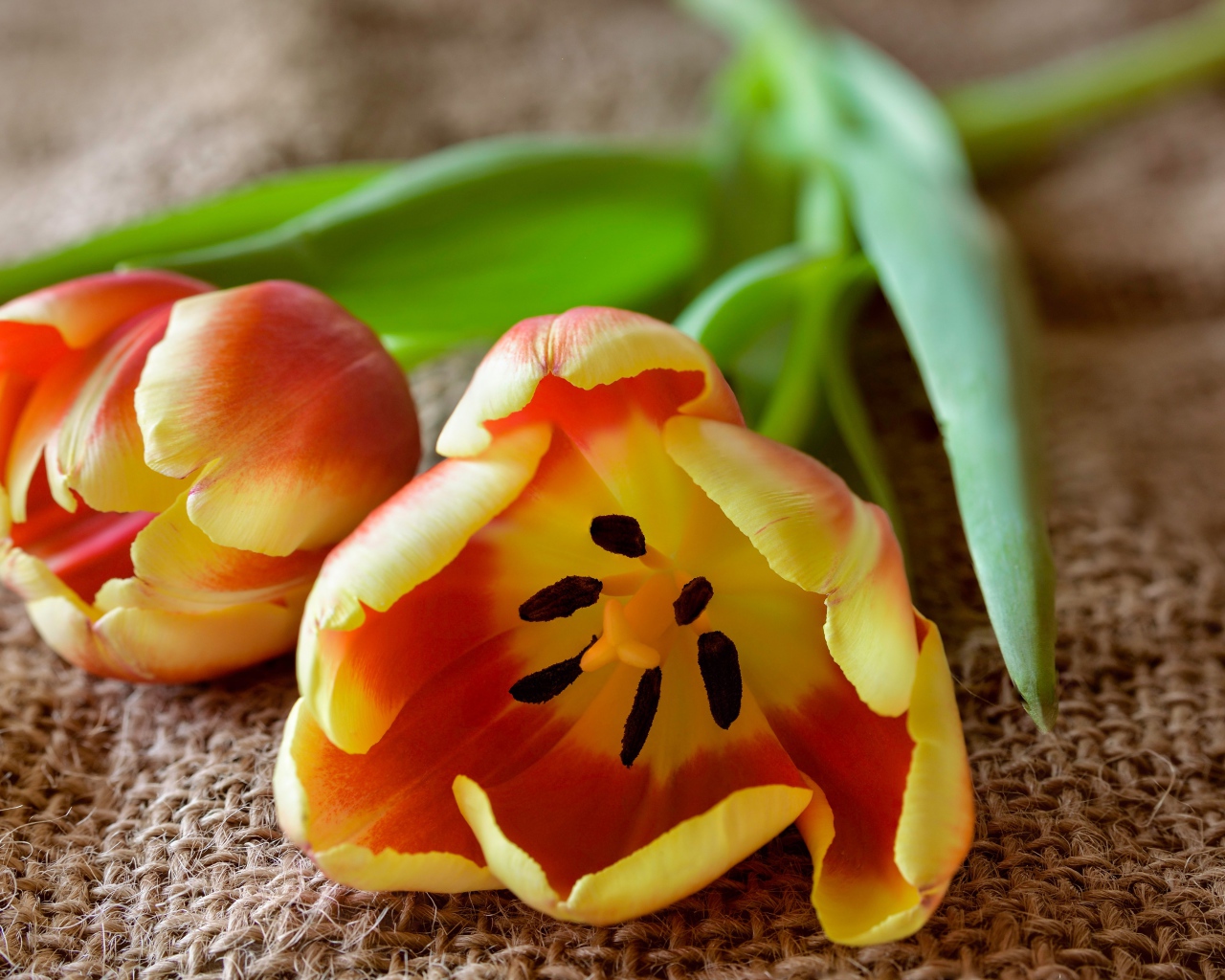 Два оранжевых тюльпана с зелеными лепестками на столе 