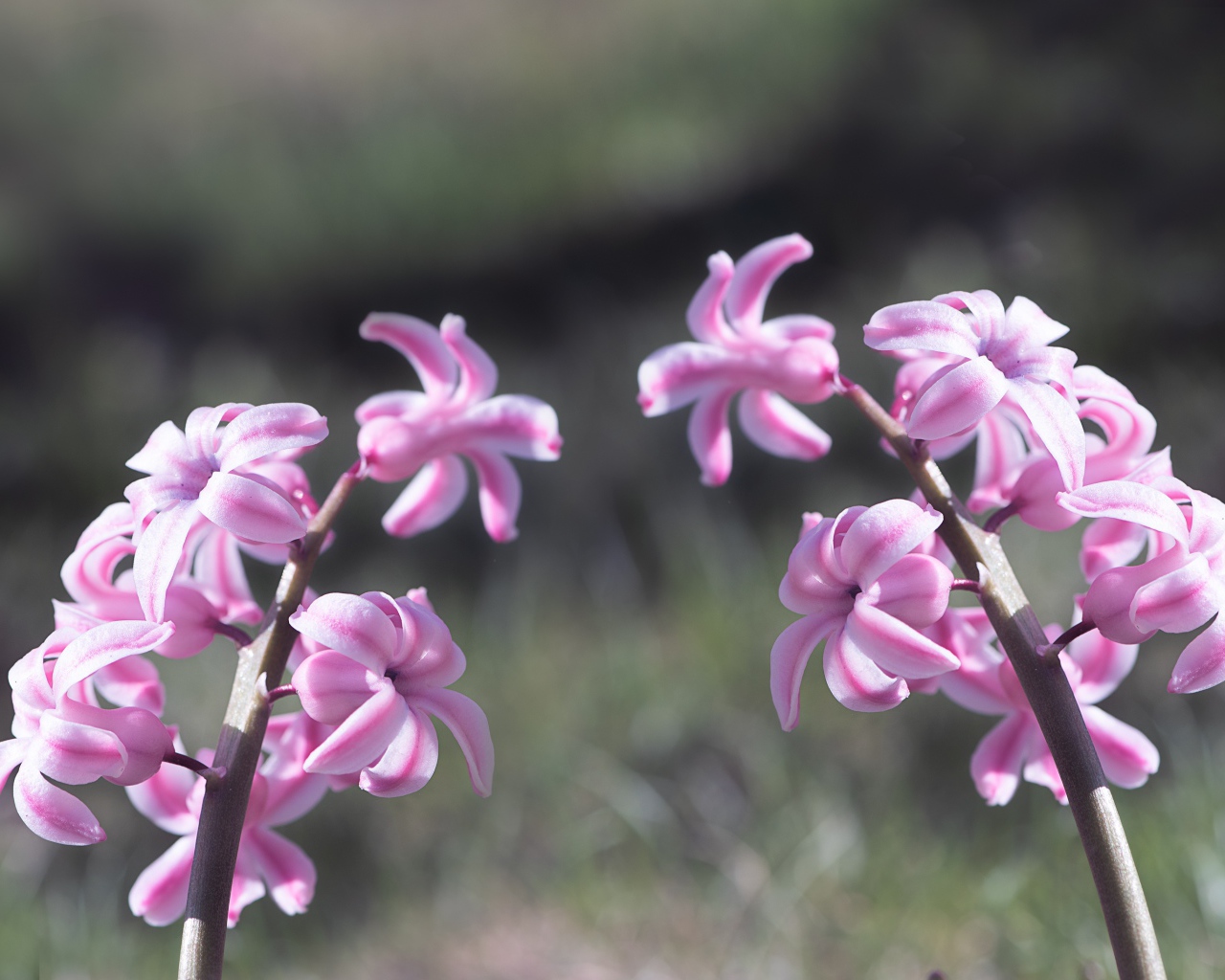 Два розовых цветка гиацинта в лучах солнца 