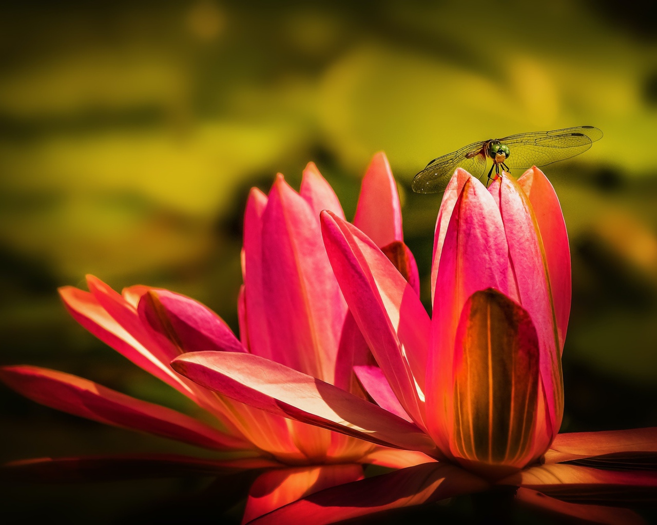 Два цветка розового лотоса со стрекозой 