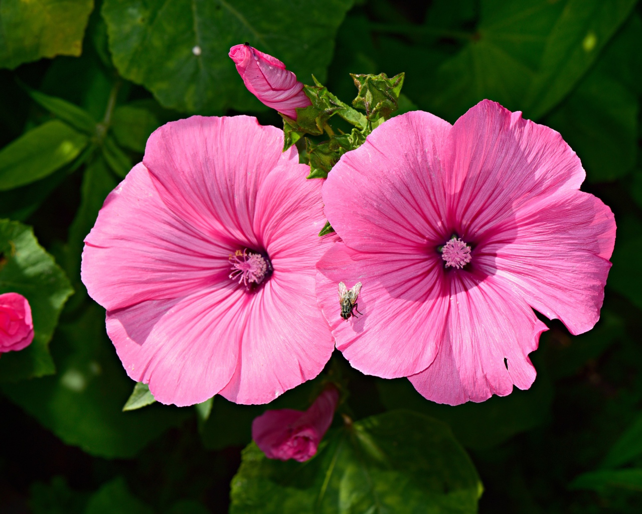 Два розовых цветка мальвы с бутонами в саду 
