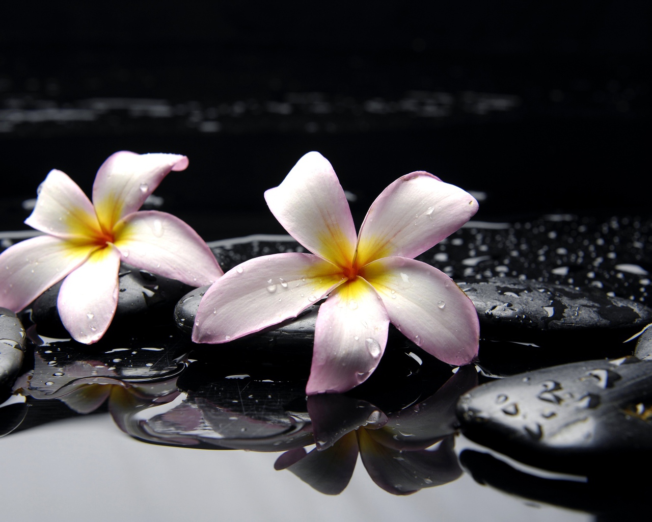 Два розовых цветка плюмерии на мокрых черных камнях 