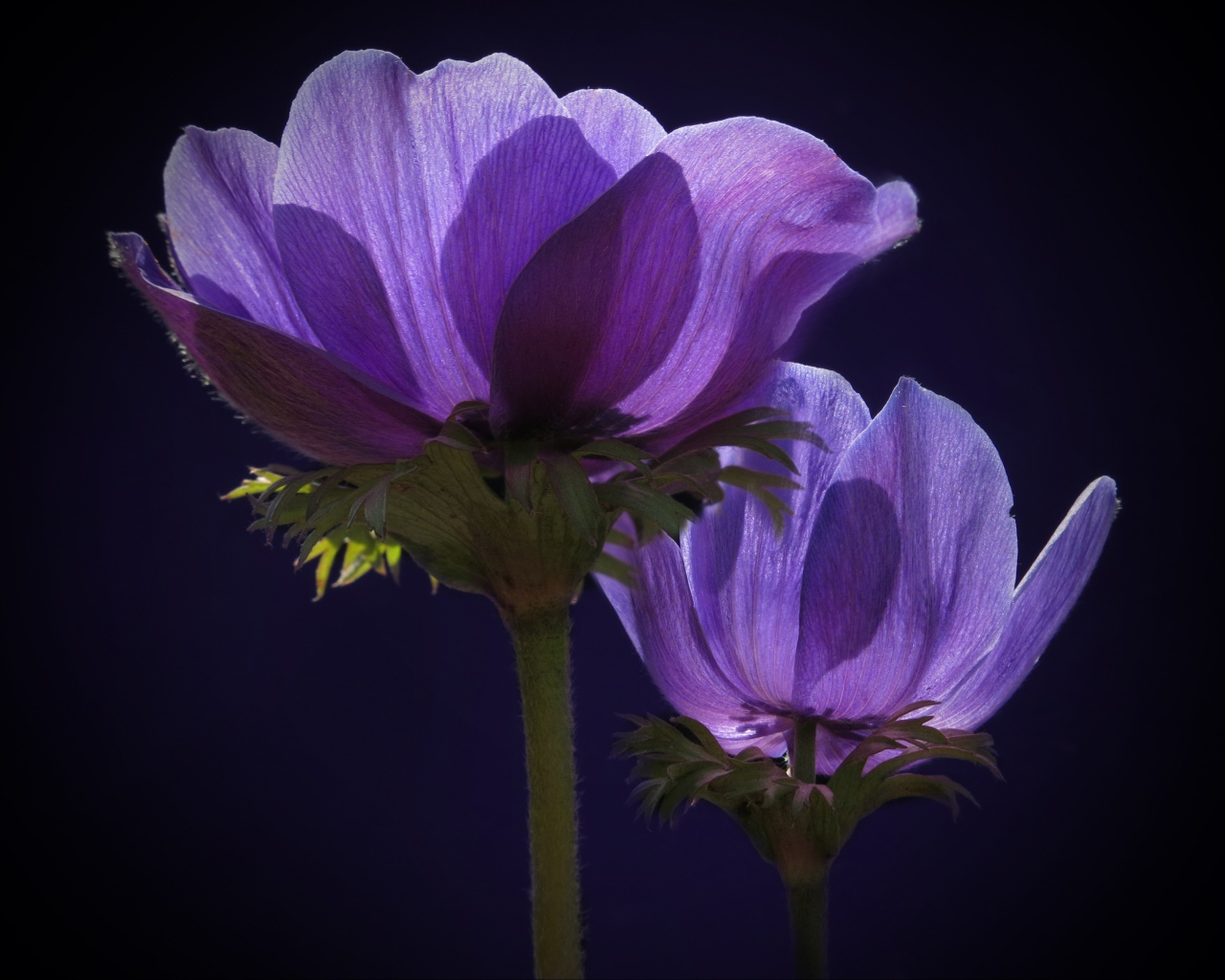 Два фиолетовых цветка анемоны в лучах солнца 