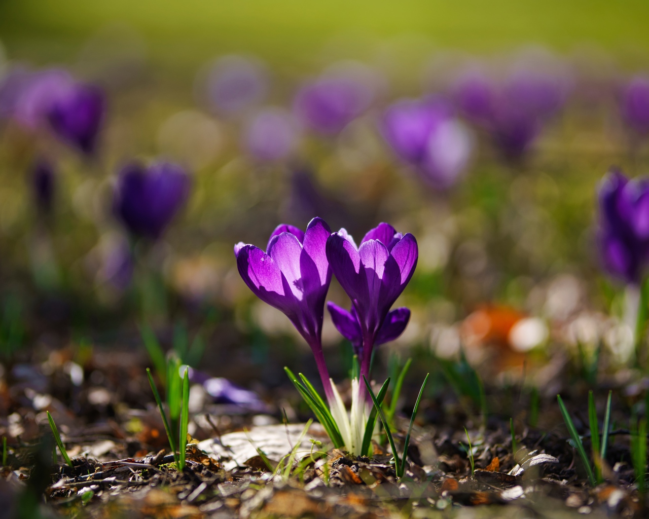 Два фиолетовых цветка крокуса в лучах солнца 