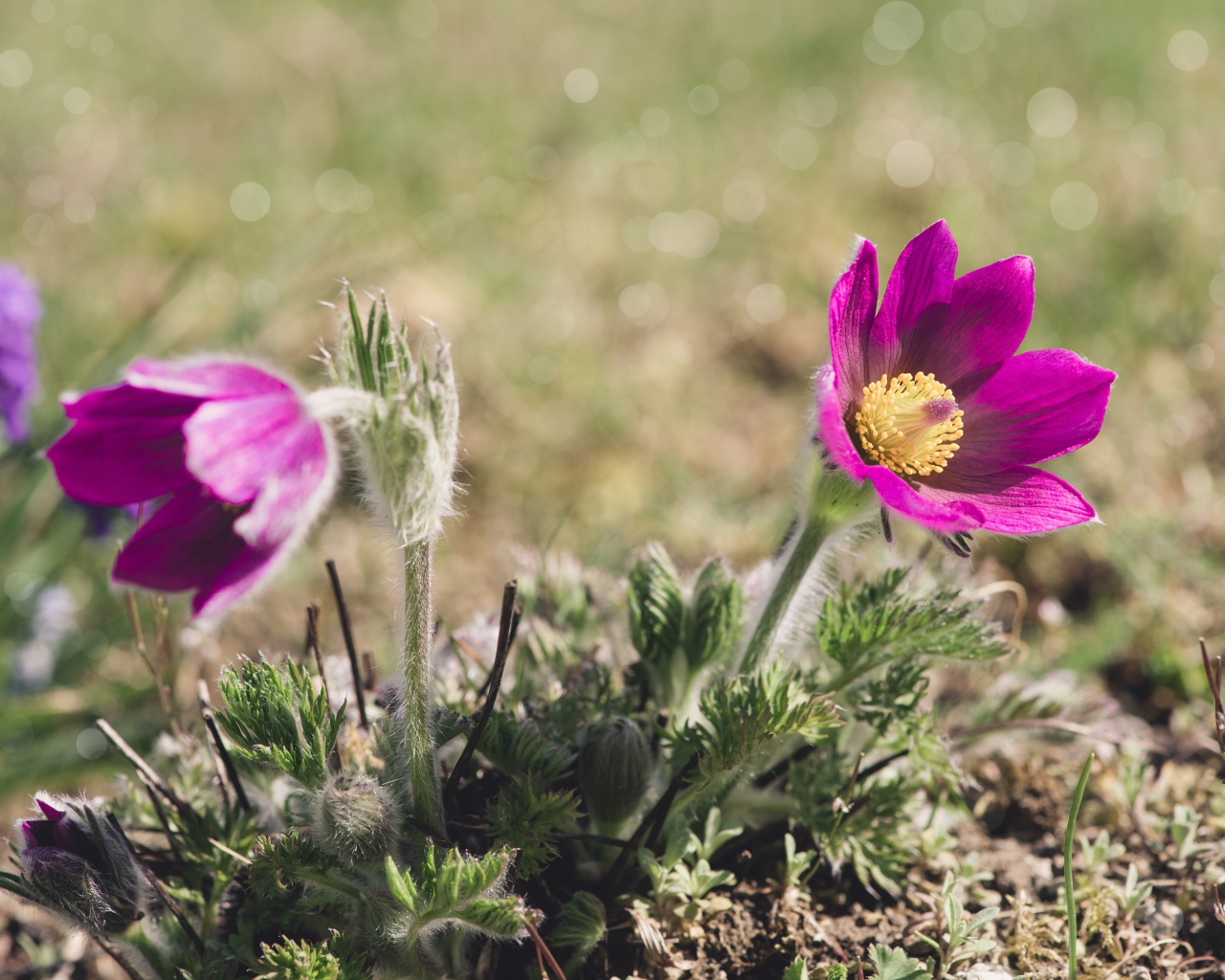 Два фиолетовых цветка прострела в лучах солнца на поле 