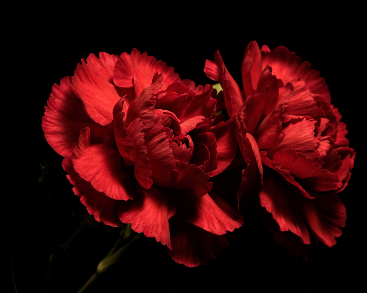Две красные гвоздики на черном фоне