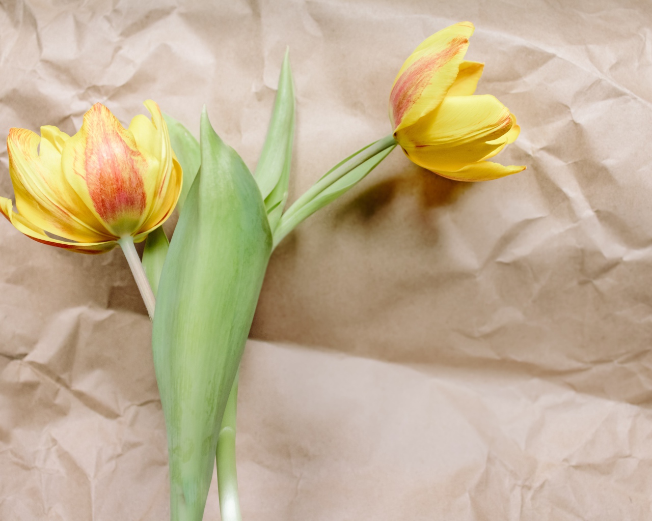 Два тюльпана лежат на бумаге 