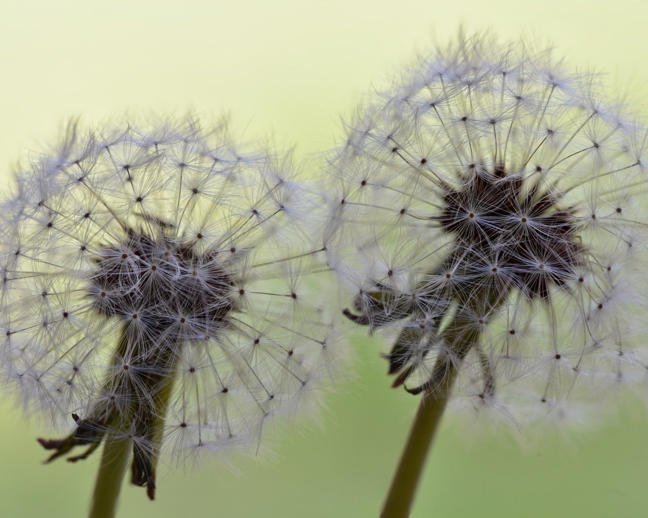 Два белых цветка одуванчика крупным планом