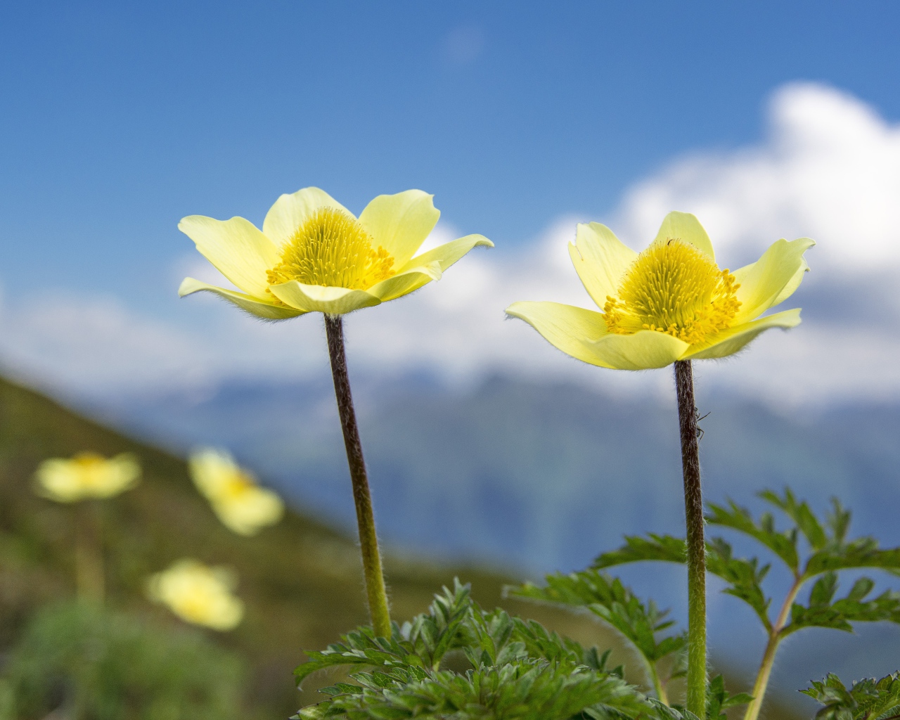 Два желтых цветка анемоны на поле крупным планом