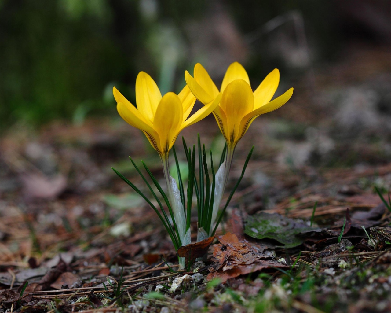 Два желтых цветка крокуса на холодной земле 