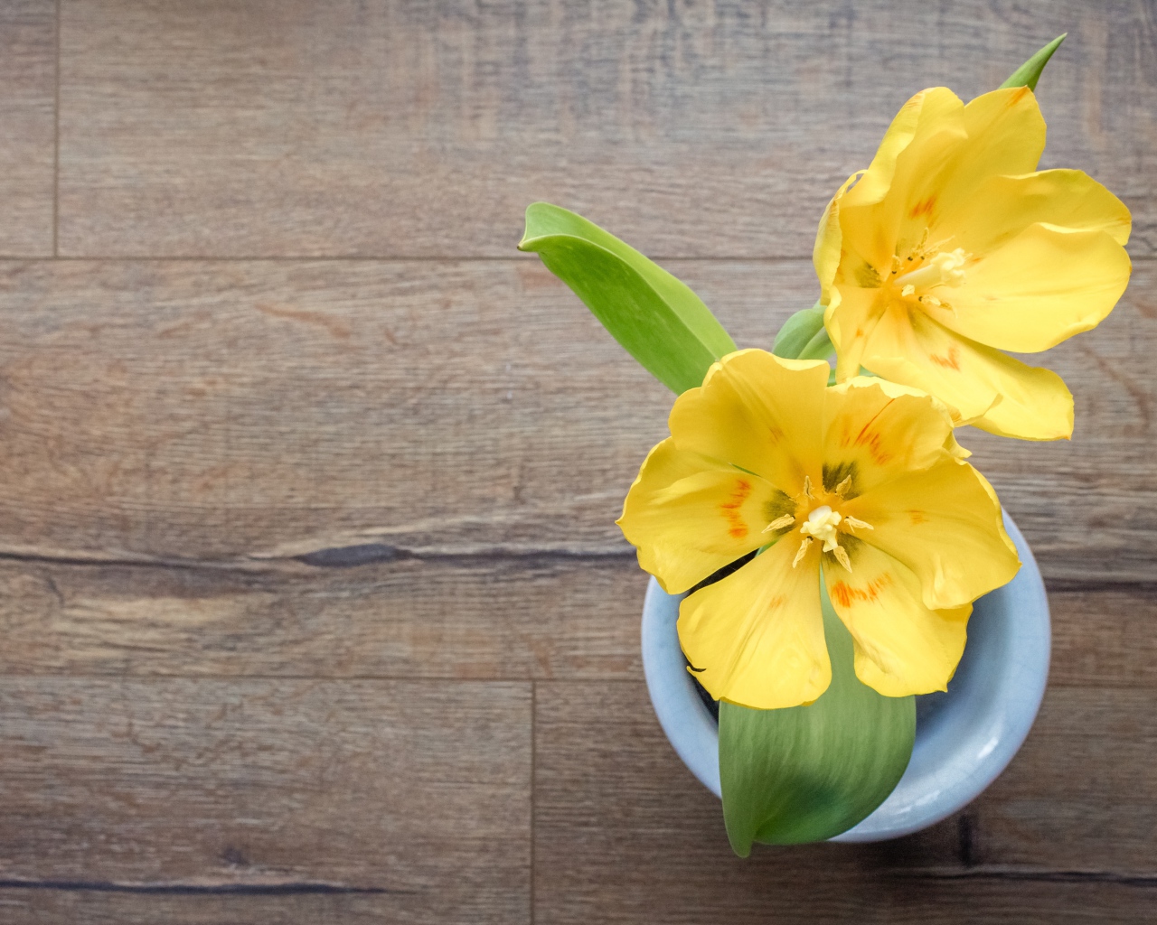 Два желтых тюльпана в вазе на деревянном столе 