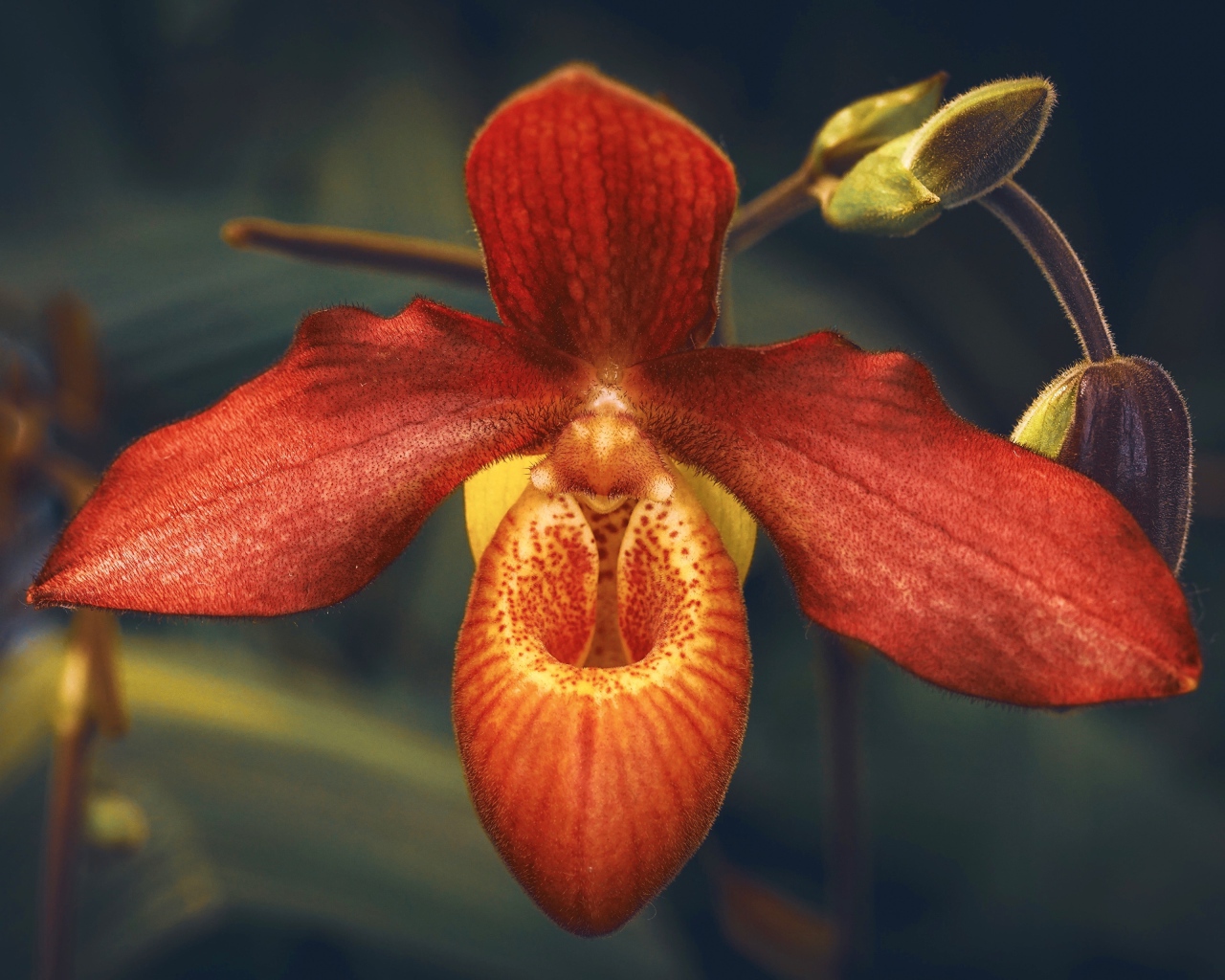 Необычная оранжевая орхидея с бутонами