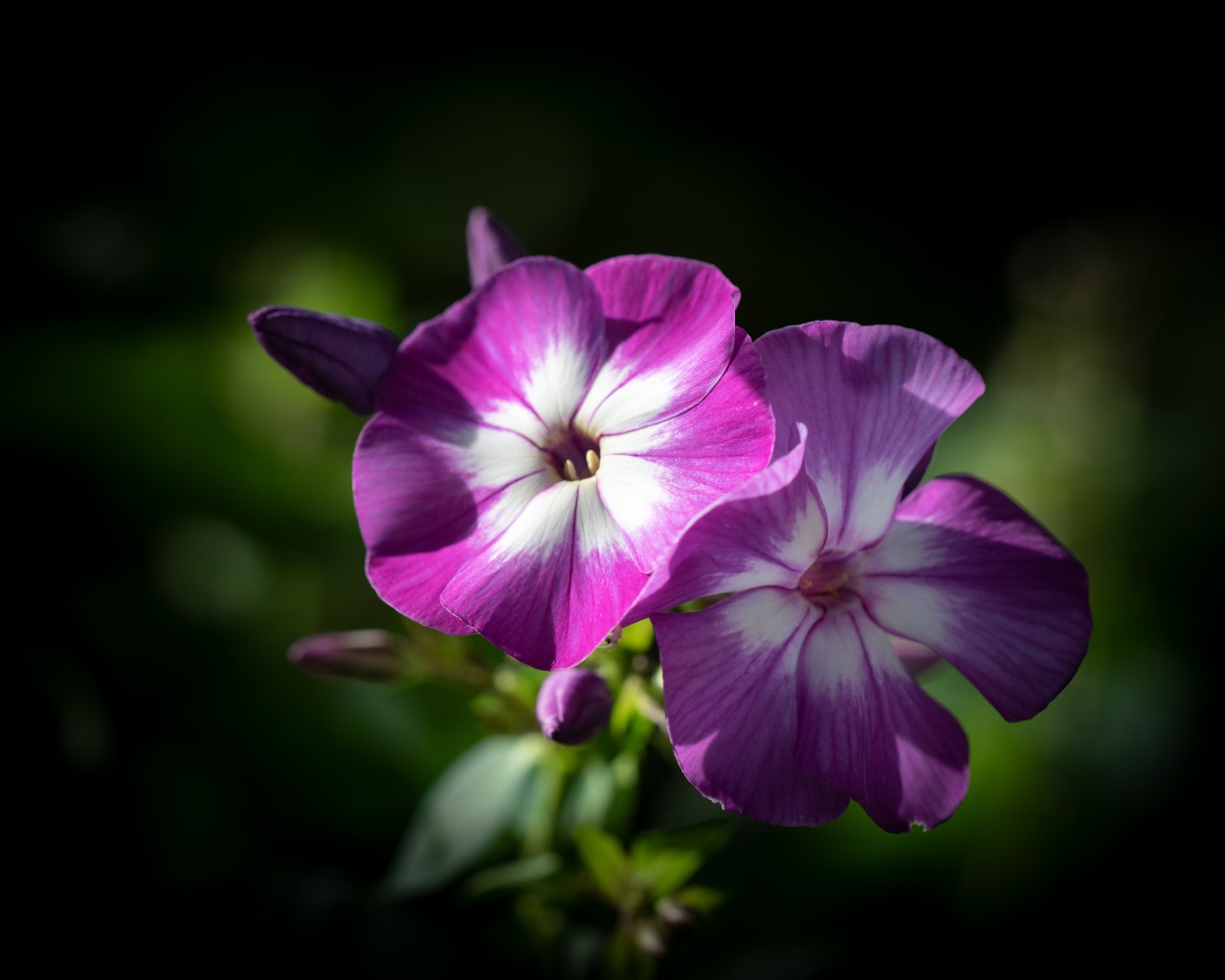 Фиолетовые цветы флоксы крупным планом