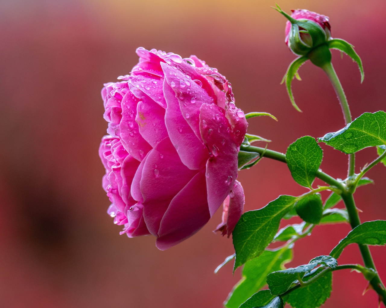 Мокрая розовая роза с бутоном крупным планом 