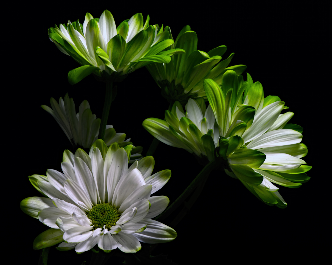 Бело-зеленые цветы хризантемы на черном фоне 