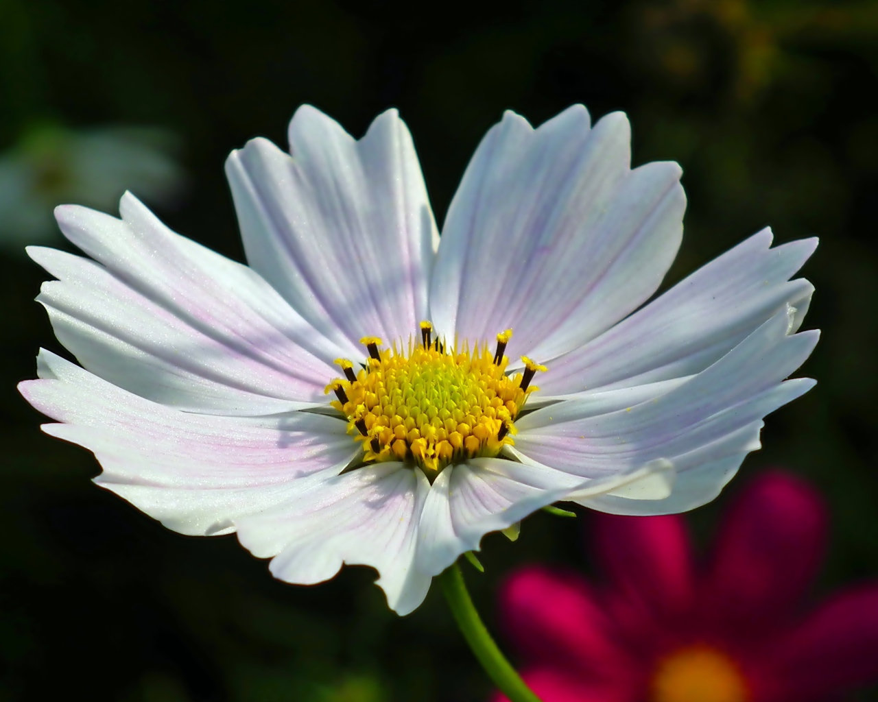 Белый цветок Космеи в лучах солнца