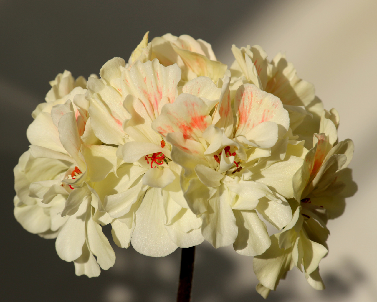 Белые цветы пеларгония крупным планом 